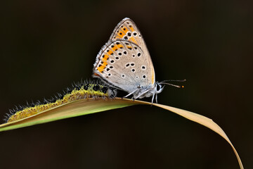 Obraz na płótnie Canvas Closeup beautiful butterfly sitting on the flower in a summer garden