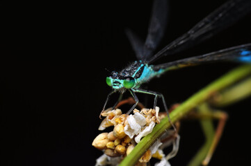 Macro shots, Beautiful nature scene  damselfly