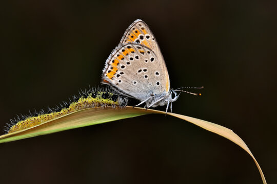 Closeup beautiful butterfly sitting on the flower in a summer garden © blackdiamond67