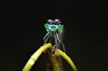 Macro shots, Beautiful nature scene  damselfly