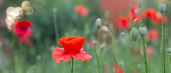 Naklejka na ściany i meble red poppies in the field