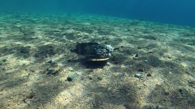 Slow motion, Reef Stonefish (Synanceia verrucosa) slowly swims over pebble bottom on shallow water. Red Sea, Egypt