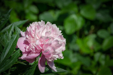 Beautiful bright pink peony blooming under the sun against the dark green of the garden. Selective focus. There is a place for your text.