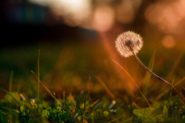 dandelion in the grass at sunset