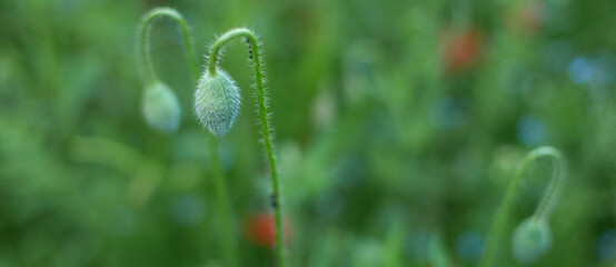 red poppy flowers