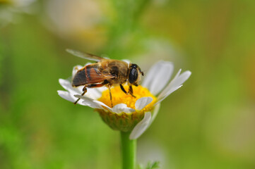 Beautiful  Bee macro in green nature 