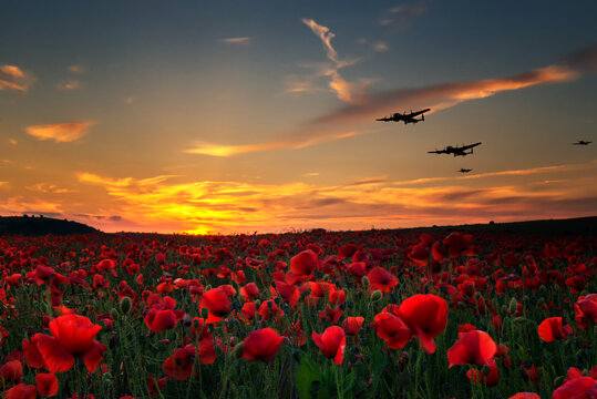 Lest we Forget, poppy field with with WW11 planes flying across as the sun goes down.Remembrance Day, Anzac Day tribute to the fallen.