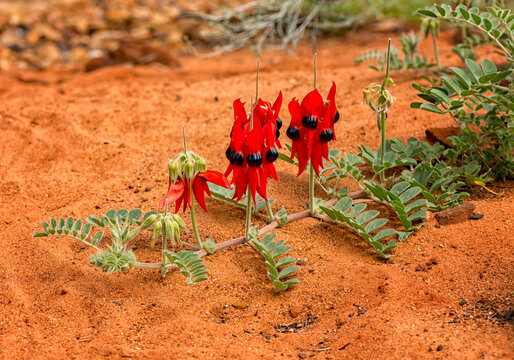 Swainsona formosa, Fabaceae, Sturt's desert pea flower emblem of South Australia often found in the desert.