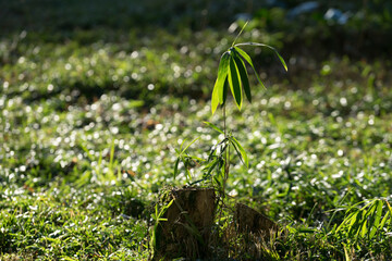 Small fan palm tree on grass background