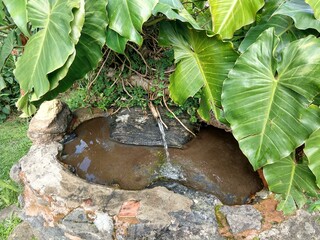 nature seen up close Natural photo without filter Fabiano Dias +55 22 998517099