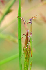 Close up of pair of Beautiful European mantis ( Mantis religiosa )