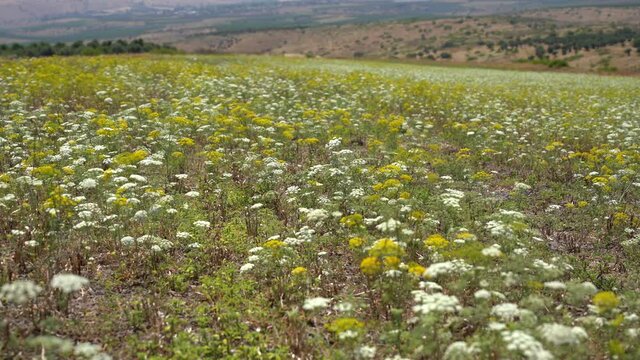 Dill field on the background of Mount Tabor