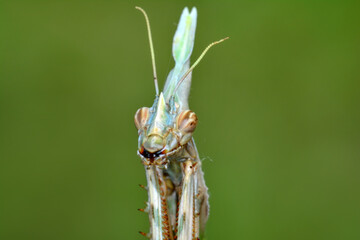 Close up of pair of Beautiful European mantis ( Mantis religiosa )