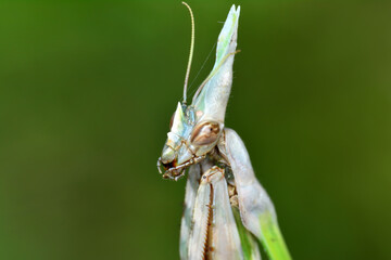 Close up of pair of Beautiful European mantis ( Mantis religiosa )
