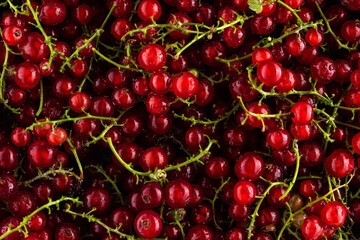 Red currant texture with leaves and water drops. Many useful berries with dew