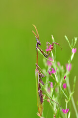 Close up of pair of Beautiful European mantis ( Mantis religiosa )