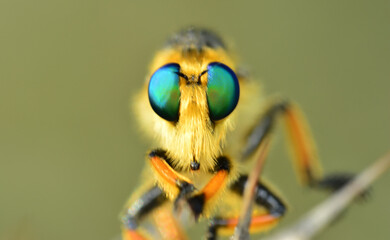 Macro shot of a robber fly in the garden
