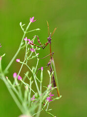 Close up of pair of Beautiful European mantis ( Mantis religiosa )