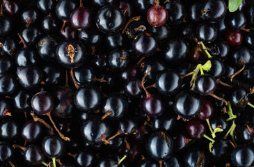 Texture of black currant with leaves and water drops. Lots of healthy and fresh berries with dew and green shoots