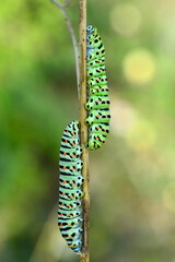 Close up beautiful caterpillar of butterfly  