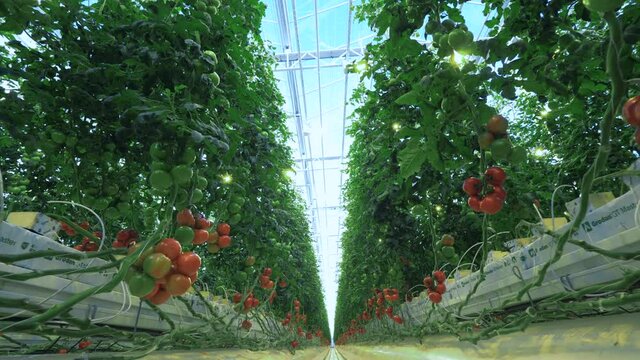 Big greenhouse with rows of tomato plants.