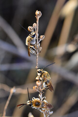 Beautiful  Bee macro in green nature 