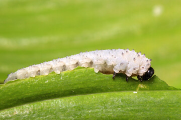 Solomons seal sawfly caterpillar, (Phymatocera aterrima),