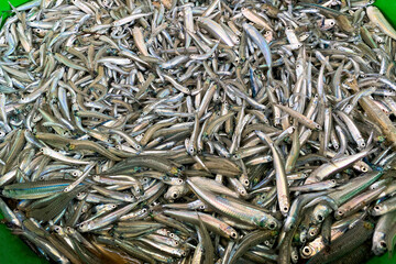 Fish Out of the Indian Ocean