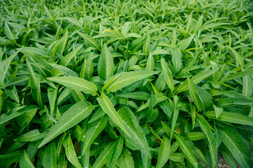 Green water spinach plants in growth at vegetable garden, vegetable in southeast asia and China