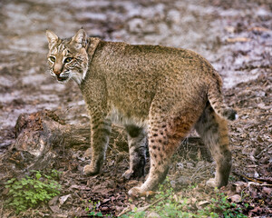 Bobcat Photos. Image. Portrait. Picture.  Bobcat animal close-up profile view foraging in its environment and surrounding displaying brown fur, body.