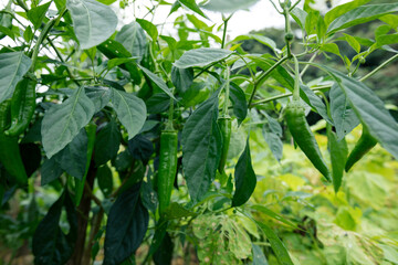 Green chilli pepper plants in growth at vegetable garden