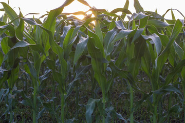 Growing green corn shoots on the field. In the morning the sun shines through the leaves.