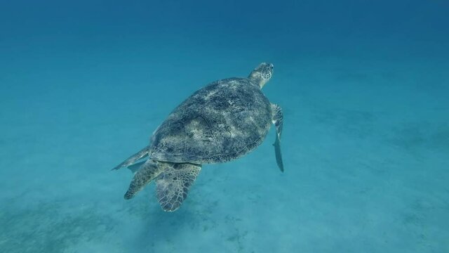 Slow motion, Great Sea turtle slowly swim in the blue water. Green Sea Turtle (Chelonia mydas), Red Sea, Egypt