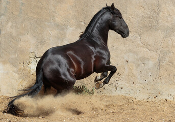 Black Lusitano Horse