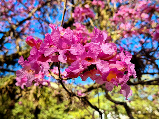 Very beautiful lagerstroemia indica
 flowers embellishing the city park.