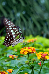 butterfly break on the leaf in the morning