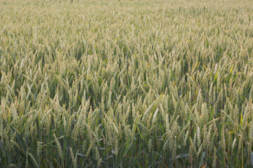 Green wheat in the field. Background from ears of wheat.