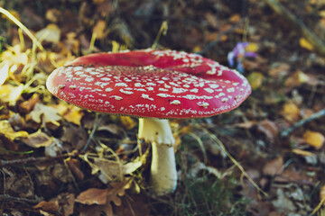 Poison Red mushroom in forest