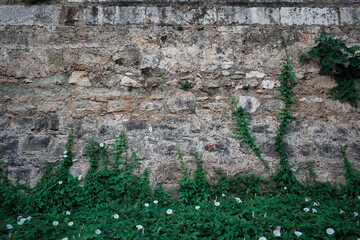 old stone wall background with ivy on the bottom and white flowers