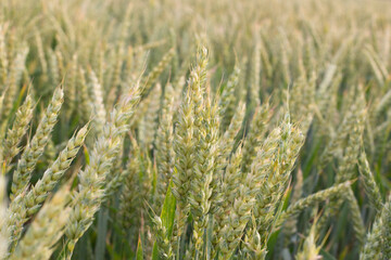 Green ears of wheat in the field. Agriculture and wheat growing.