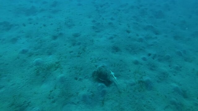 Sea Turtle swim above sandy bottom in the depth. High-angle shot, diagonal moving. Green Sea Turtle (Chelonia mydas), Red Sea, Egypt
