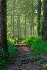 footpath in the woods