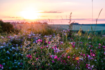 Beautiful wildflowers on a green meadow. Warm summer evening - obrazy, fototapety, plakaty