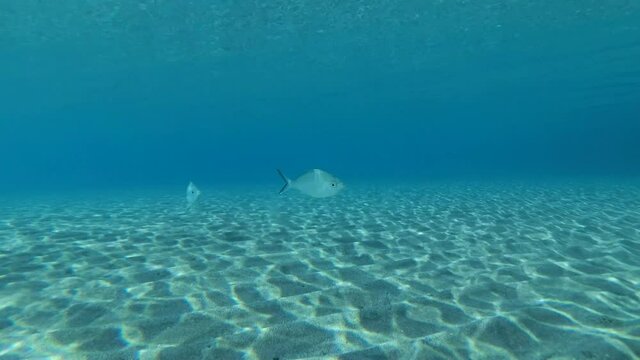 Pair of Silverbiddy fish pick up food on the sandy bottom on shallow water in sunshine. Common Silver Biddy or Strong-spined Silver-biddy (Gerres longirostris) Red Sea, Egypt
