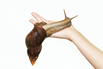 A large Achatina snail on a human hand with isolated on a white background © Tatyana