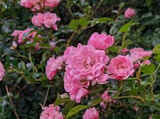 pink rose bush