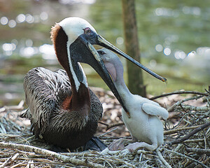 Brown Pelican stock Photos.  Brown pelican bird with its baby pelican displaying brown feather, body,head, beak, eye, plumage in its environment and surrounding and enjoying life.