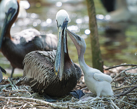 Brown Pelican stock Photos.  Brown pelican bird with its baby pelicans with its wings spread showing its body,head, beak, eye, plumage in its environment.
