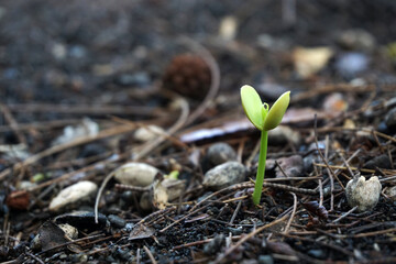 tree shoots, a plant that has just sprouted from seeds.          