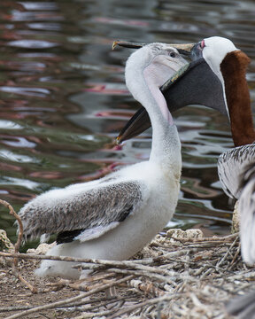 Brown Pelican Stock Photos.  Brown pelican bird feeding its baby pelican by the water while displaying its body,head, beak, eye, plumage in its environment and surrounding. 